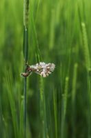 business transformation