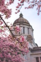 Capitol building in Washington D.C. and pink flowers