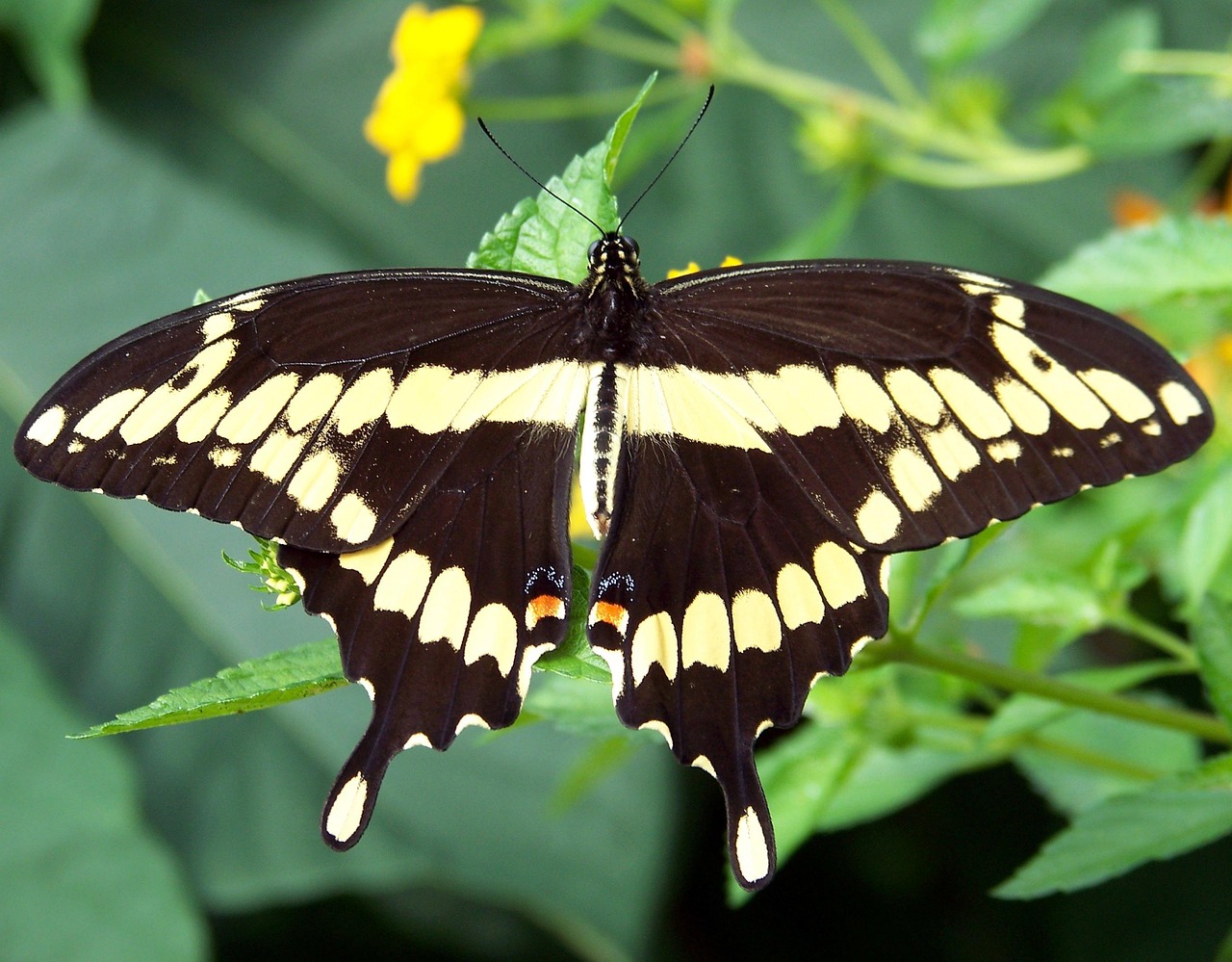Business Transformation Consultant & Transformation Office (TxO) Image of a butterfly spreading its wings