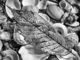 Image of leaf and seashells