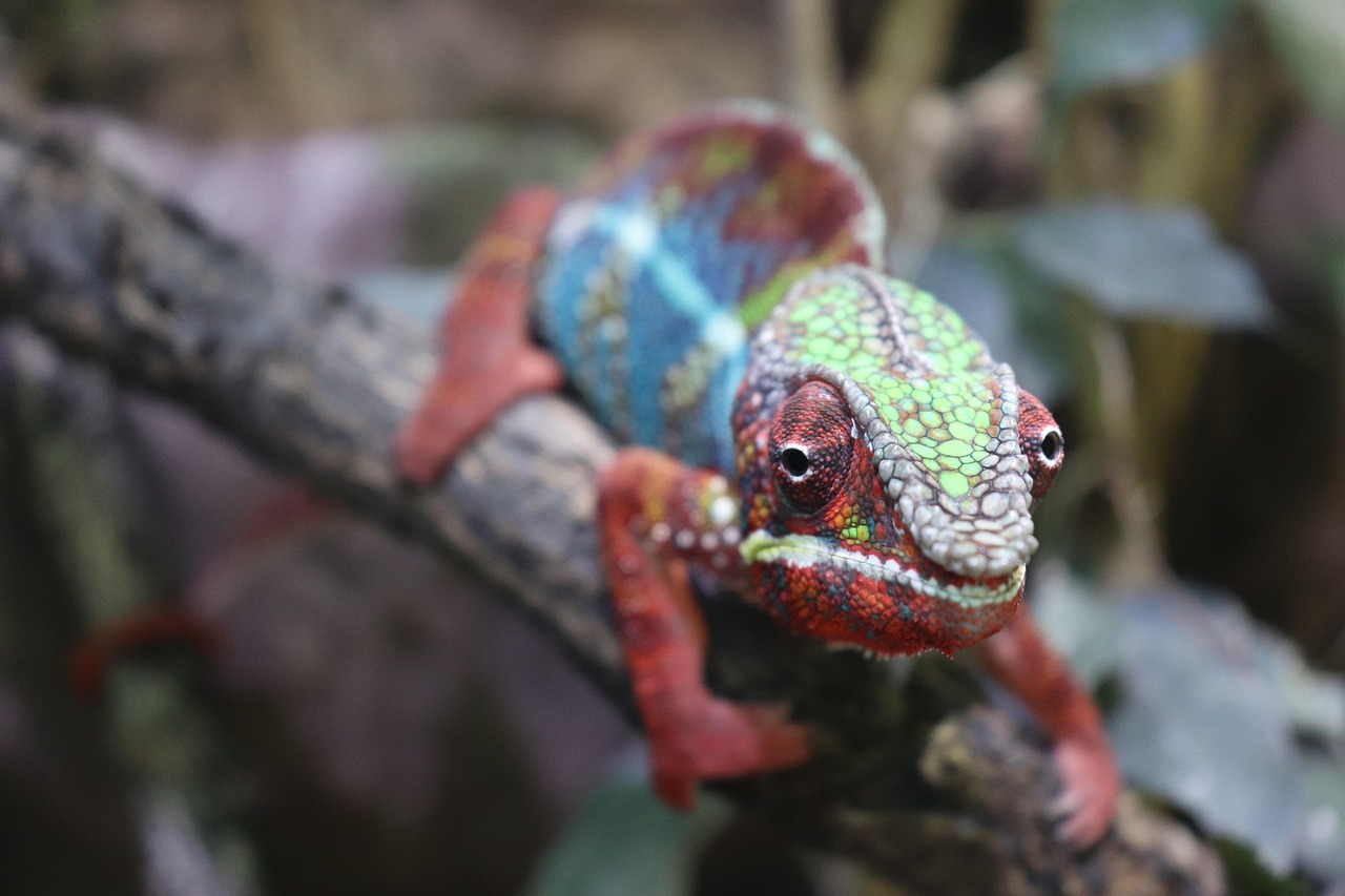 Image of a chameleon