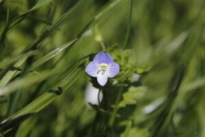 Business leaders reviewing revenue growth strategies with consultants in 2026