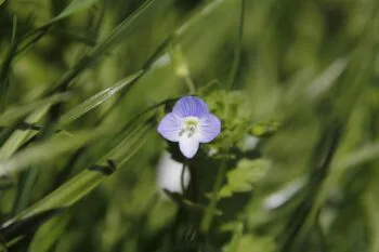 Business leaders reviewing revenue growth strategies with consultants in 2026