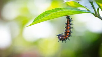 Caterpillar in J shape hanging from a leaf